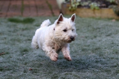 Terrier - West Highland White