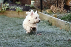 Terrier - West Highland White