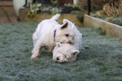 Terrier - West Highland White