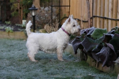 Terrier - West Highland White