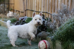 Terrier - West Highland White