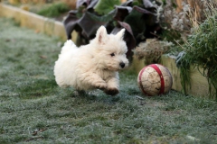 Terrier - West Highland White