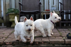 Terrier - West Highland White