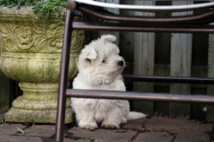 Terrier - West Highland White