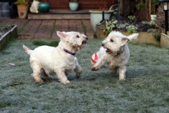 Terrier - West Highland White