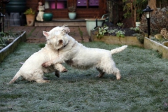 Terrier - West Highland White