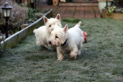 Terrier - West Highland White