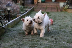 Terrier - West Highland White