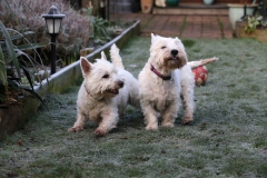 Terrier - West Highland White