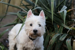 Terrier - West Highland White