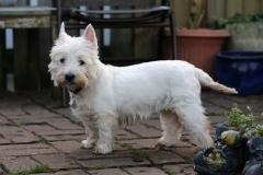 Terrier - West Highland White