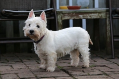 Terrier - West Highland White