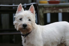 Terrier - West Highland White