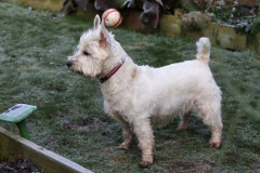 Terrier - West Highland White