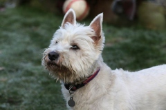 Terrier - West Highland White