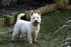 Terrier - West Highland White