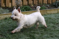 Terrier - West Highland White