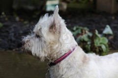 Terrier - West Highland White