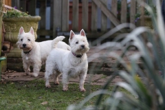 Terrier - West Highland White