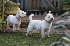 Terrier - West Highland White