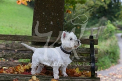 Terrier - West Highland White