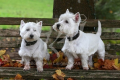 Terrier - West Highland White