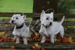 Terrier - West Highland White