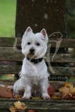 Terrier - West Highland White