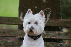 Terrier - West Highland White