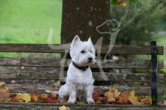 Terrier - West Highland White