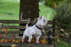 Terrier - West Highland White