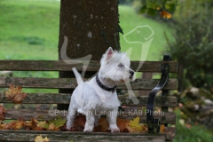 Terrier - West Highland White