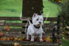 Terrier - West Highland White