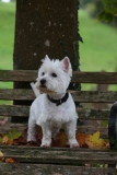 Terrier - West Highland White