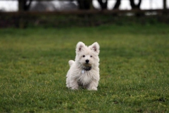 Terrier - West Highland White