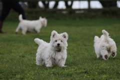 Terrier - West Highland White