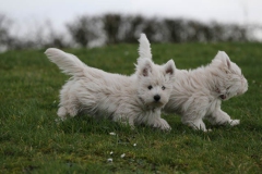 Terrier - West Highland White