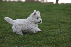 Terrier - West Highland White