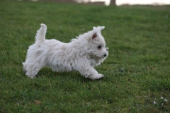 Terrier - West Highland White