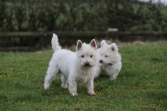 Terrier - West Highland White