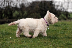 Terrier - West Highland White