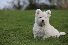 Terrier - West Highland White