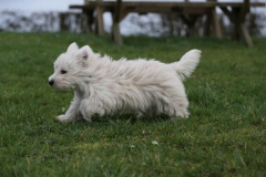 Terrier - West Highland White