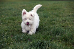 Terrier - West Highland White