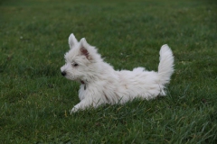 Terrier - West Highland White