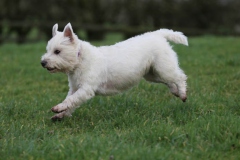 Terrier - West Highland White