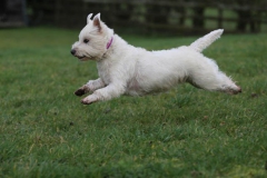 Terrier - West Highland White