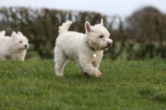 Terrier - West Highland White