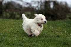 Terrier - West Highland White