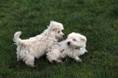 Terrier - West Highland White